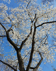 Blooming white cherry trees in spring