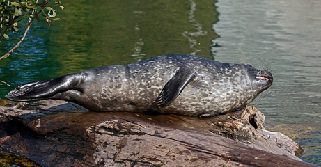 Common seal pup. Also known as harbor seal. Latin name - Phoca vitulina