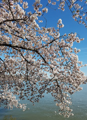 The Cherry Blossom Festival in Washington DC, USA