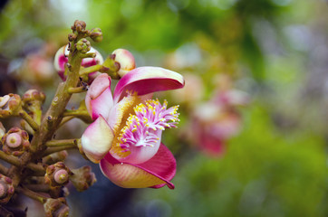 Closeup Couroupita guianensis or Sal flower or Cannonball Tree flower with blurred background