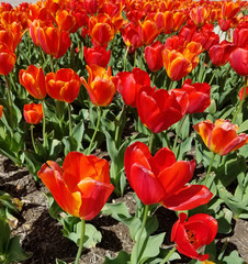 Red tulips flowerbed