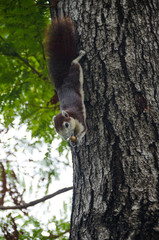 Close-up cute small squirrel lay down on tree branch and enjoy eating nut with with blurred background