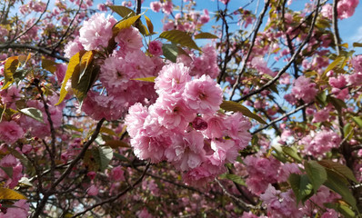 Blooming pink flower trees in spring
