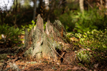 Landscape picture from the national park in Bavaria