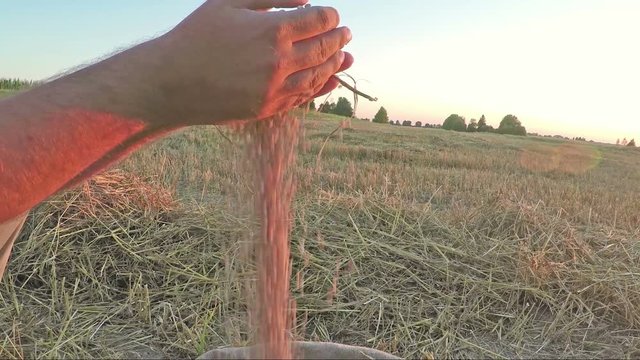 Farmer holding wheat seeds in hands