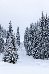 Landscape with snowy road in the winter through a pine forest