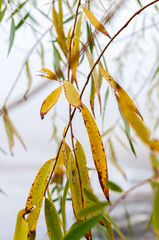 the leaves of the willow tree and the autumn fog to create background