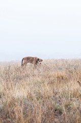 Naklejka premium Wild dog walking on the autumn field in the fog
