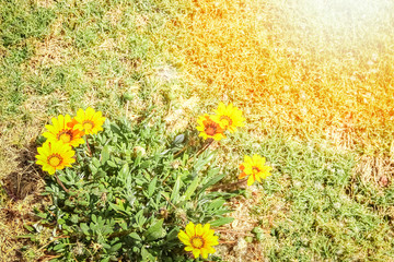 Beautiful flowers on the ground in a park background