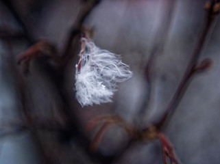 the white fluff on a branch in winter