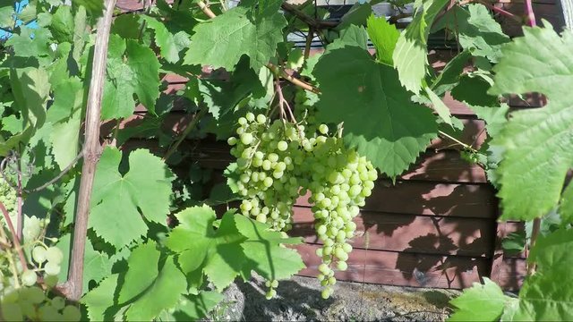 Fresh bunch of white grapes in the vineyard