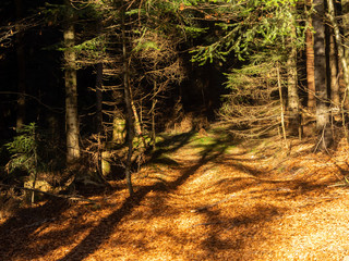 Landscape picture from the national park in Bavaria