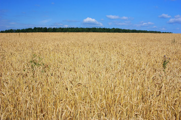 Field of ripe wheat ears
