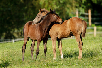 Obraz na płótnie Canvas two foals in a pasture