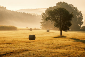 a misty morning on a meadow with a tree in the middle