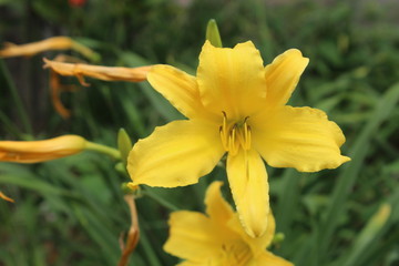 Naklejka na ściany i meble yellow flower in the garden