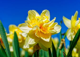 Obraz premium Double flowering daffodil in the spring garden.