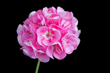 Pink geranium flower on black.