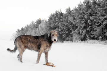 Fototapeta na wymiar Irish Wolfhound. Big gray dog ​​in a snowy landscape with a toy.