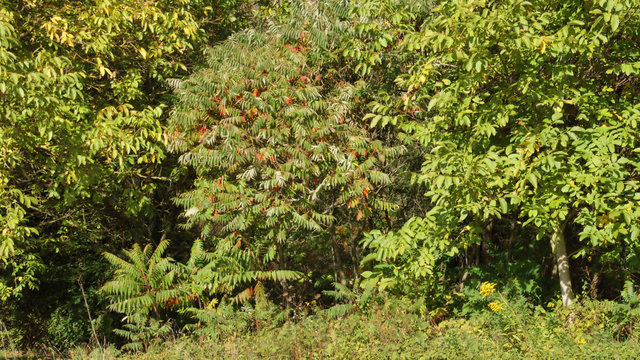 Essigbaum im Fr&uuml;hherbst zwischen zwei jungen Walnussb&auml;umen
