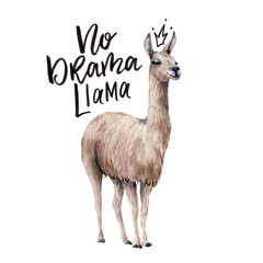 Watercolor No drama llama card with llama. Hand painted beautiful illustration with smiling animal and lettering isolated on white background. For design, print, fabric or background. © yuliya_derbisheva