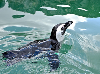 Closeup of a penguin swimming