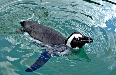 Closeup view of a Humboldt Penguin swimming on water's surface