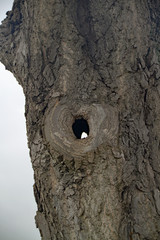 hohler Baum
