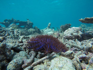 Naklejka na ściany i meble Colourful starfish in a reef in Maldives