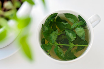 Tasty fresh herbal tea with green peppermint and basil essential oils