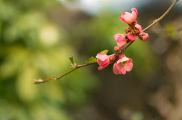 Pink bud flowers on brunch of apricot tree.