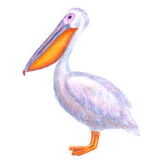 Pelican watercolor. White Pelican. Hand drawn watercolour bird isolated on white background.