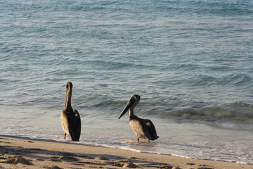 Birds walk on the beach, near the sea.