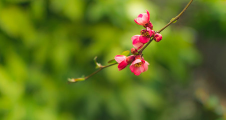 Pink bud flowers on brunch of apricot tree.