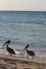 Birds walk on the beach, near the sea.