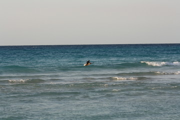 Birds walk on the beach, near the sea.