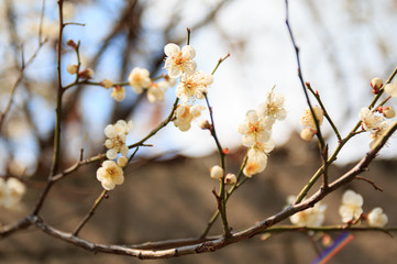 Japanese apricot