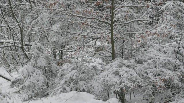 Snow covered forest in winter, Serrig, Saar Valley, Rhineland-Palatinate, Germany, Europe