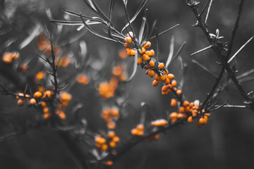 sea buckthorn berries