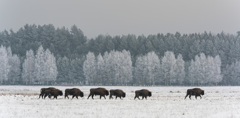 Herd European Bison Poland © Daan