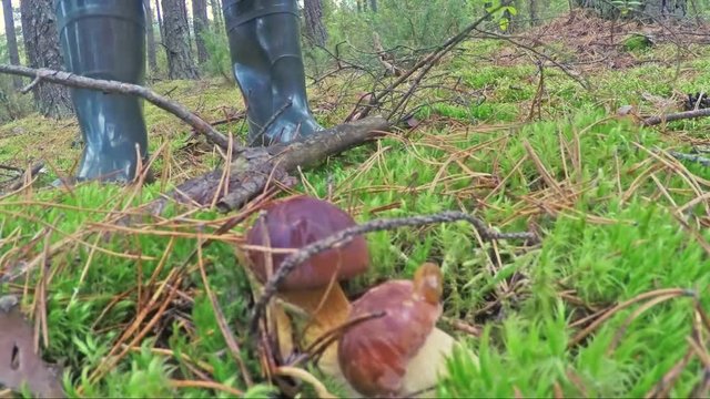 Man picking mushrooms in the forest