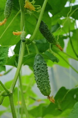 green cucumbers on the plant, cucumbers with yellow flowers in the greenhouse, cucumbers bloom, a lot of young cucumbers