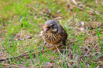 brown bird thrush on green grass, bird catches insects, bird in nature