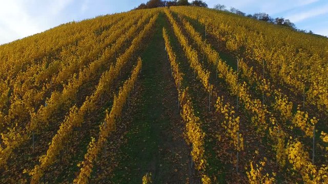 Vineyards in autumn, Ayler Kupp, Ayl, Saar Valley, Rhineland-Palatinate, Germany, Europe