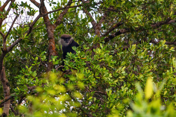Purple-faced langur or Semnopithecus vetulus on tree