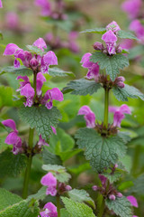 Purpurrote Taubnessel (Lamium purpureum) Pflanze mit Blüten
