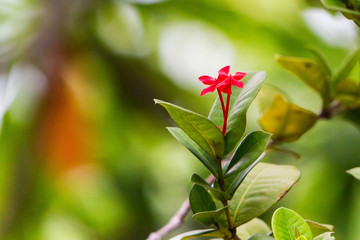 Close up small red tropical flowers on branch