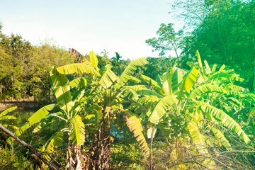 Banana tree with banana fruit bunch in garden in Thailand, Green vegetable garden, Green leaves of banana tree in farm, Ripe banana fruit bunch with flare light in morning, Agriculture of thai fruit