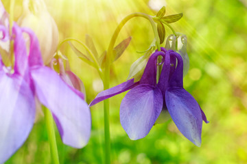 blue bell flower (campanula), the bloom as a macro shot, copy space, selected focus, narrow depth of field