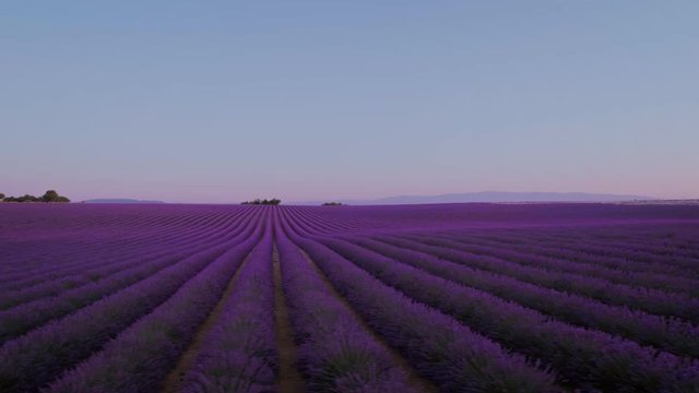 Aerial drone footage of mesmerizing colorful bright pink and purple lavender fields in pantone of year. Epic beautiful natural wonder. Sunrise over farm flower plantation, dreamy destination